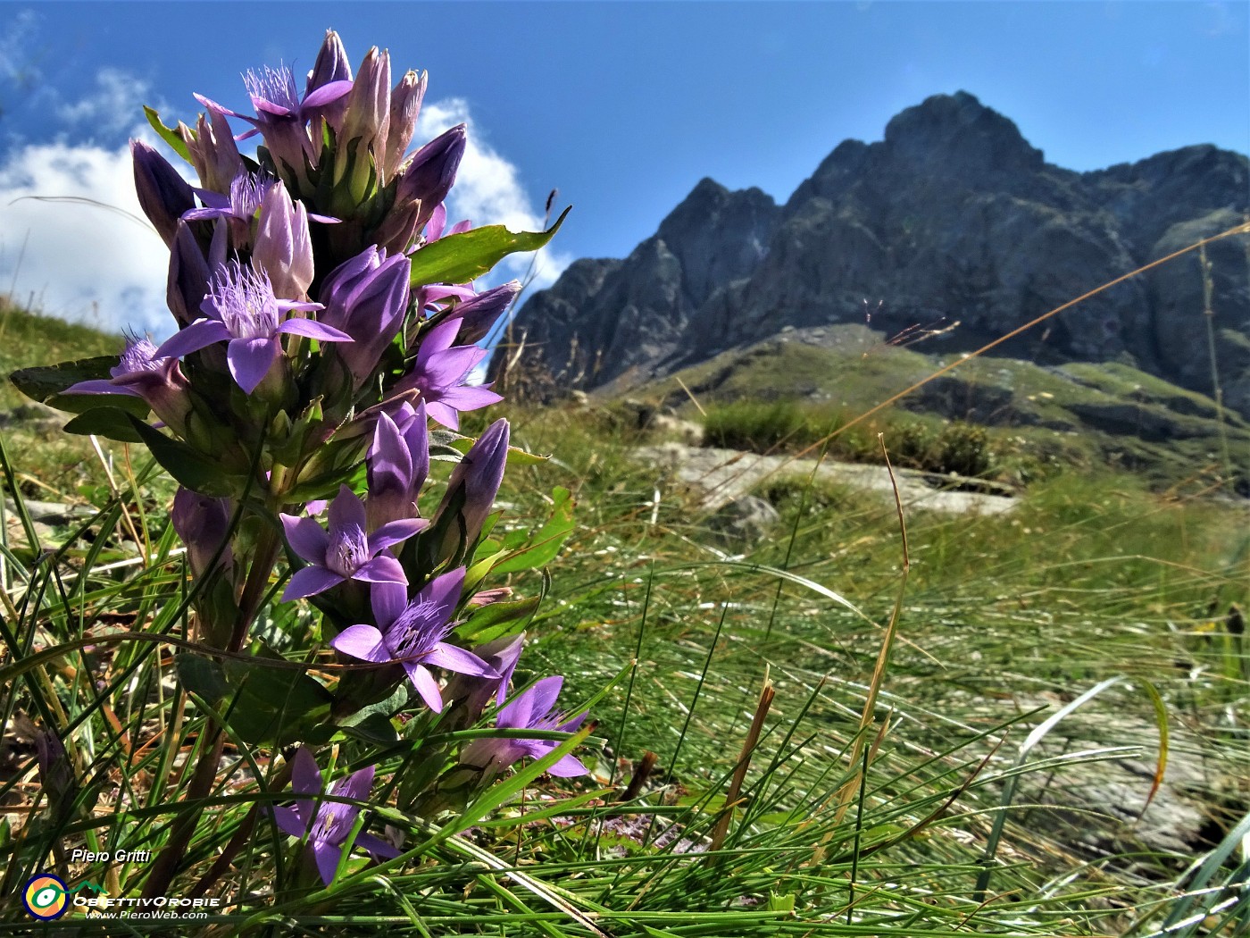 30 Genzianella germanica (Gentianella rhaetica) con vista verso il Grabiasca.JPG -                                